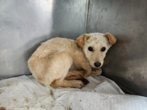 광주 동물보호소에서 11월 22일 발견해서 보호하고 있는 강아지 정보입니다.