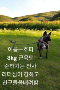 성주유기동물보호센터에서 보호중인 유기된 강아지입니다.