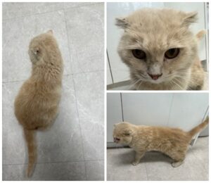 논산시 동물보호센터에서 보호중인 유기된 고양이안내합니다.