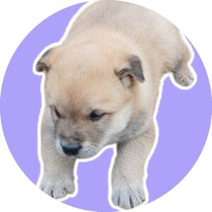 청도군동물보호소에서 11월 28일 발견해서 보호하고 있는 강아지 정보입니다.
