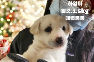 성주유기동물보호센터에서 11월 28일 발견해서 보호하고 있는 강아지 정보안내.