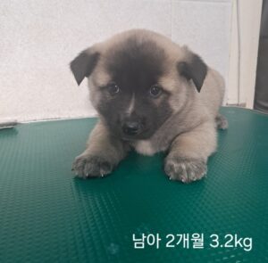 옥천동물병원에서 보호하고 있는 유기된 강아지소개합니다.