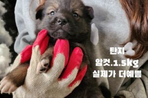 성주유기동물보호센터에서 11월 30일 발견해서 보호하고 있는 강아지 정보안내.
