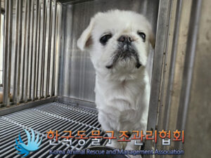 한국동물구조관리협회에서 11월 29일 발견해서 보호하고 있는 강아지 정보입니다.