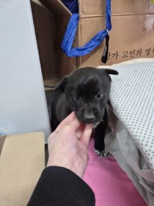 남양동물보호센터에서 보호중인 유기된 강아지소개합니다.