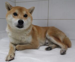 산타클라라동물병원에서 보호중인 유기된 강아지안내.