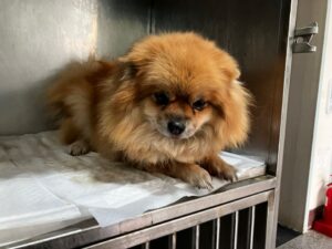 광주 동물보호소에서 보호중인 유기된 강아지정보.