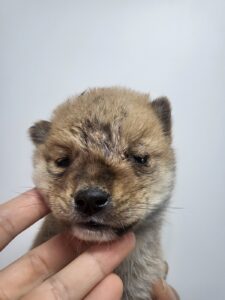 이성준동물병원에서 보호중인 유기된 강아지안내드립니다.