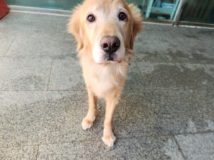 광주 동물보호소에서 12월 04일 발견해서 보호하고 있는 강아지 정보.