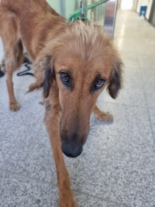구미시 동물보호센터에서 12월 04일 발견해서 보호하고 있는 강아지 정보.