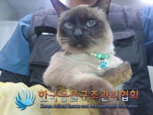 한국동물구조관리협회에서 12월 03일 발견해서 보호하고 있는 고양이 정보.