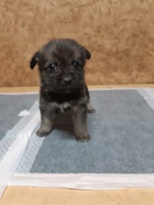 순천시유기동물보호소에서 보호중인 유기된 강아지입니다.