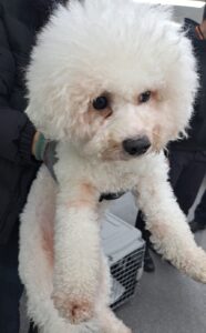 수원시 동물보호센터에서 보호중인 유기된 강아지안내합니다.
