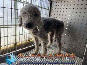 한국동물구조관리협회에서 보호중인 유기된 강아지안내.