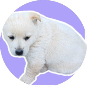 청도군동물보호소에서 12월 08일 발견해서 보호하고 있는 강아지 정보안내.