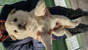 창녕 유기동물보호소에서 보호중인 유기된 강아지안내드립니다.