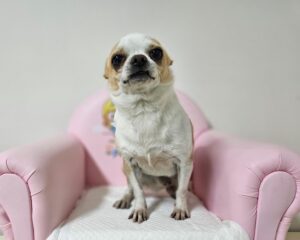 창원유기동물보호소에서 보호중인 유기된 강아지정보.