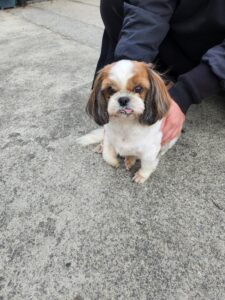 금일동물보호센터에서 보호중인 유기된 강아지안내.