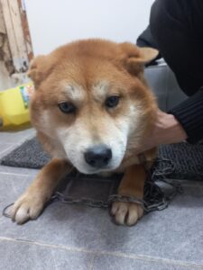 이성준동물병원에서 보호중인 유기된 강아지안내드립니다.