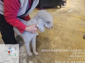대전동물보호센터에서 12월 12일 발견해서 보호하고 있는 강아지 정보안내.