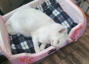 오산 유기동물보호소에서 보호하고 있는 유기된 고양이소개합니다.