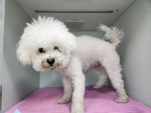 광주TNR동물병원송정에서 보호중인 유기된 강아지정보.