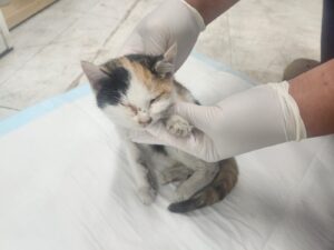 광주TNR동물병원송정에서 12월 15일 발견해서 보호하고 있는 고양이 정보.