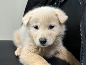 광주 동물보호소에서 보호하고 있는 유기된 강아지안내합니다.