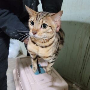 평택시유기동물보호소에서 보호중인 유기된 고양이정보.