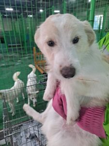 거제시유기동물보호소에서 12월 18일 발견해서 보호하고 있는 강아지 정보입니다.