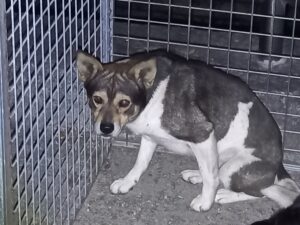 진해유기동물보호소에서 12월 19일 발견해서 보호하고 있는 강아지 정보입니다.