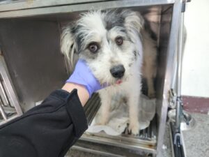광주 동물보호소에서 보호중인 유기된 강아지소개합니다.