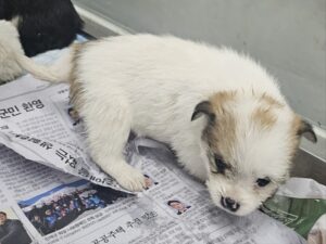 원주시동물보호센터에서 보호하고 있는 유기된 강아지안내.
