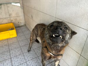 광주 동물보호소에서 12월 22일 발견해서 보호하고 있는 강아지 정보입니다.