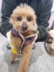 구미시 동물보호센터에서 보호중인 유기된 강아지안내.