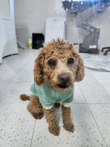 순천시유기동물보호소에서 12월 23일 발견해서 보호하고 있는 강아지 정보입니다.