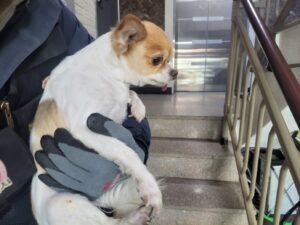 고양시동물보호센터에서 12월 23일 발견해서 보호하고 있는 강아지 정보.