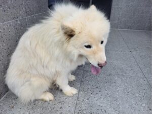 고양시동물보호센터에서 보호중인 유기된 강아지안내합니다.