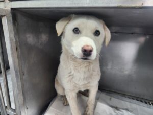 광주 동물보호소에서 12월 24일 발견해서 보호하고 있는 강아지 정보안내.