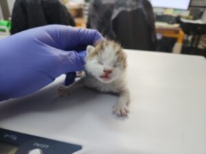 광주 동물보호소에서 보호중인 유기된 고양이정보.
