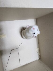 강현림동물병원에서 보호하고 있는 유기된 동물안내합니다.