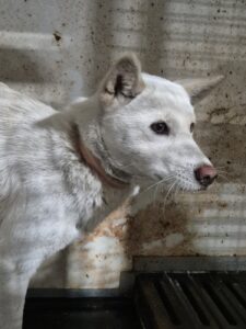 남양동물보호센터에서 12월 25일 발견해서 보호하고 있는 강아지 정보.