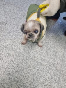 구미시 동물보호센터에서 보호중인 유기된 강아지안내.