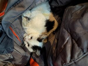 강남동물병원에서 보호하고 있는 유기된 고양이소개합니다.