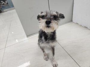 광주 동물보호소에서 보호중인 유기된 강아지소개합니다.