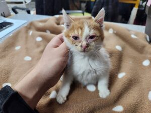 광주 동물보호소에서 보호중인 유기된 고양이입니다.