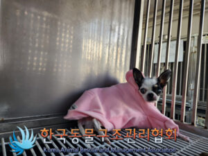 한국동물구조관리협회에서 12월 26일 발견해서 보호하고 있는 강아지 정보입니다.