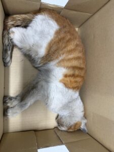 대구시수의사회(동인)에서 보호하고 있는 유기된 고양이안내드립니다.