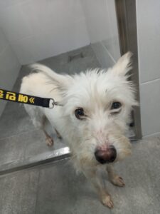 구미시 동물보호센터에서 12월 27일 발견해서 보호하고 있는 강아지 정보.