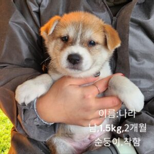 성주유기동물보호센터에서 보호중인 유기된 강아지소개합니다.